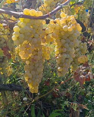 Vendemmia/ Uva
