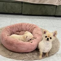 Cuccioli di chihuahua