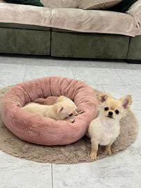 Cuccioli di chihuahua