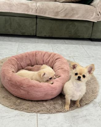 Cuccioli di chihuahua