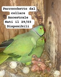 Parrocchetto del collare