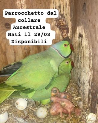 Parrocchetto del collare