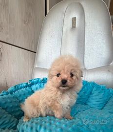 Pomapoo