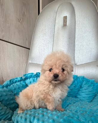 Pomapoo