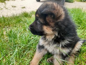 Femmina pastore tedesco