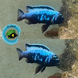 Ciclidi africani e americani, pesci d'acquario