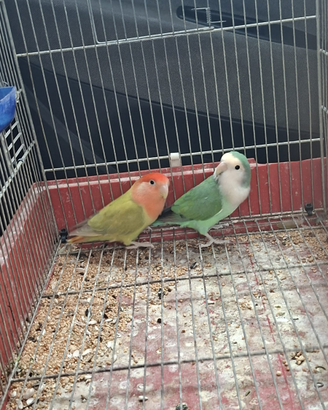 Inseparabili