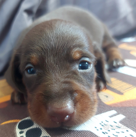 Bassottina cioccolato