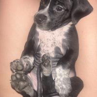 Cuccioli di Amstaff