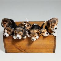 Beagle