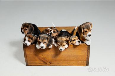 Beagle con pedigree