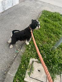 Schnauzer nano maschio vuole una fidanzata