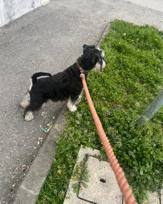 Schnauzer nano maschio vuole una fidanzata