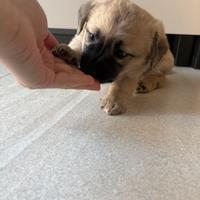 Dolcissime cucciole disponibili