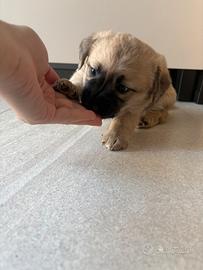 Dolcissime cucciole disponibili