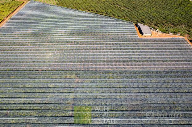 Terreno 7,5 ha con kiwi, vigna e capannone Tr.295