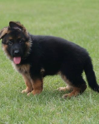 Stupendo cucciolo di pastore tedesco