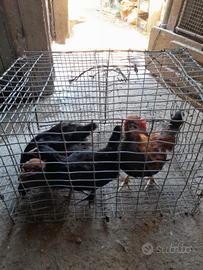 Galline cornuta di Caltanissetta