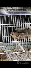 Uccelli