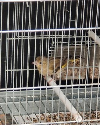 Uccelli