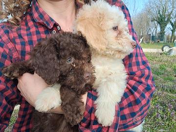 Cuccioli di lagotto romagnolo