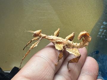 Insetto foglia secca Extatosoma tiaratum
