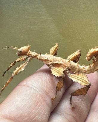 Insetto foglia secca Extatosoma tiaratum