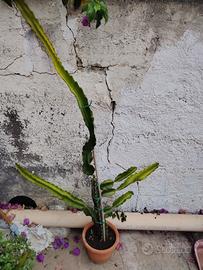 pianta frutto del drago pitaya e frutto passione