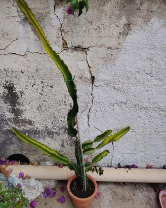 pianta frutto del drago pitaya e frutto passione