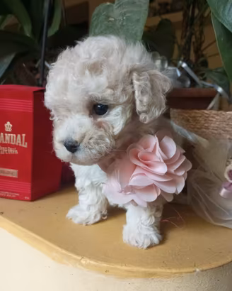 Barboncina mini Toy cucciola