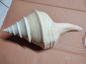 Conchiglia SYRINX ARUANUS mm 480 Australia