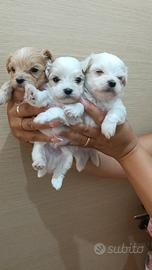 Maltipoo mini toy