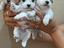 Immagine 1