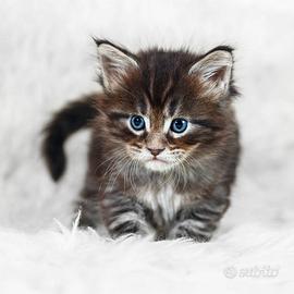 Maine coon con pedigree