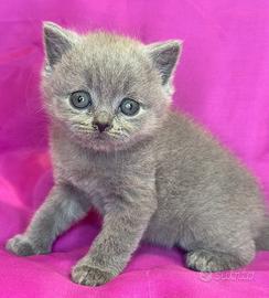 Gatto British Shorthair Blu