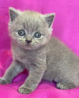 Gatto British Shorthair Blu