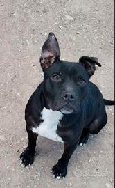 Pitbull maschio e femmine