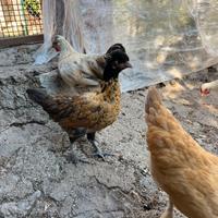 Gallina