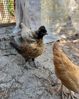 Gallina