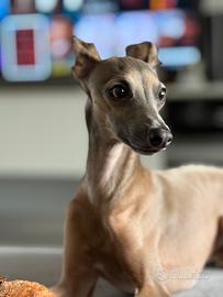 Piccolo levriero Italiano per accoppiamento