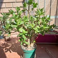 pianta verde crassula/albero di giada