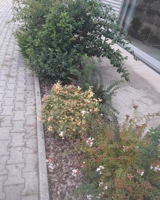 Rigogliose piante per esterno