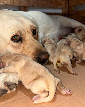 Labrador cuccioli