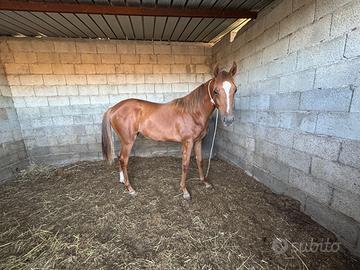 Cavallo