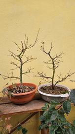 Prebonsai aceri