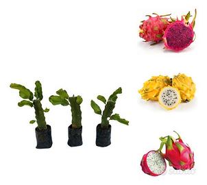 Set 3 piante di pitaya frutto del drago radicate