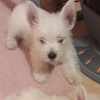 Cuccioli west highland
