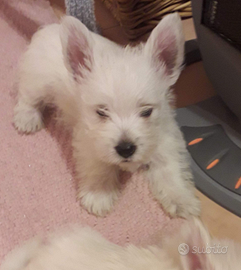 Cuccioli west highland