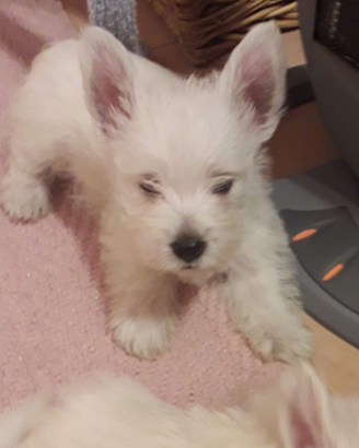 Cuccioli west highland