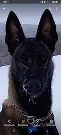 Pastore belaga malinois